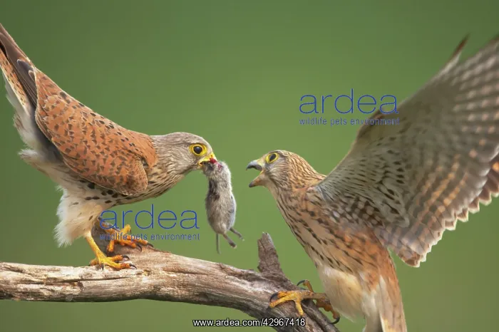 : Kestral - male passing food to female : Kestral - male passing food to female