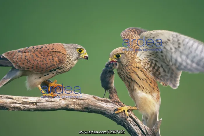 : Kestral - male passing food to female : Kestral - male passing food to female