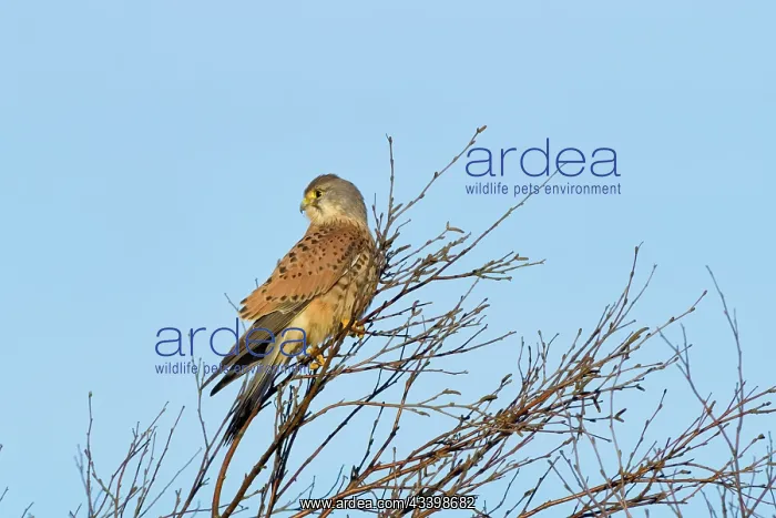 : Kestrel : Kestrel