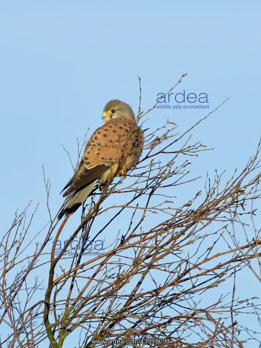 : Kestrel : Kestrel