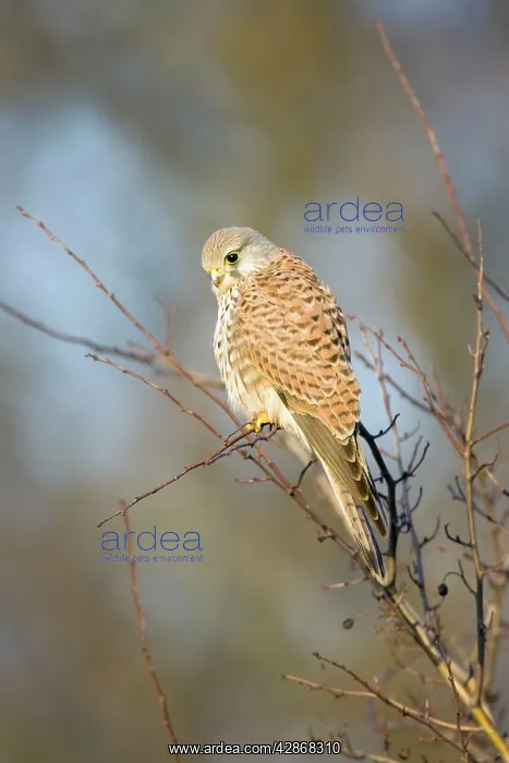 : Kestrel / Common Kestrel - Adult female perched : Kestrel / Common Kestrel - Adult female perched