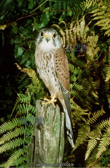 : Kestrel / Common Kestrel - Adult male on fence post : Kestrel / Common Kestrel - Adult male on fence post