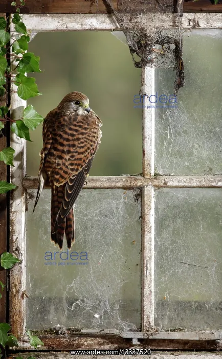 : Kestrel / Common Kestrel - in barn window : Kestrel / Common Kestrel - in barn window