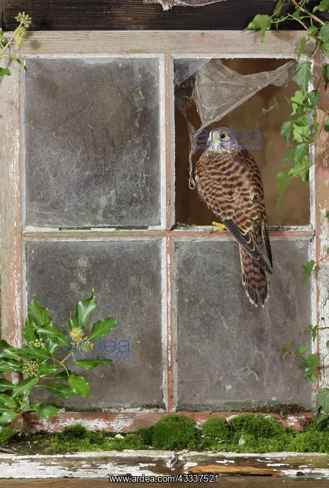 : Kestrel / Common Kestrel - in barn window : Kestrel / Common Kestrel - in barn window