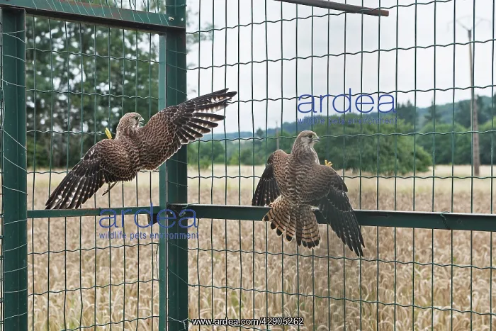 : Kestrel / Common Kestrel - two caught in trap for crows : Kestrel / Common Kestrel - two caught in trap for crows