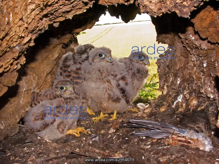 : Kestrel / Common Kestrel - Chicks standing at nest : Kestrel / Common Kestrel - Chicks standing at nest