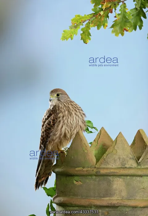 : Kestrel / Common Kestrel - on chimney pot : Kestrel / Common Kestrel - on chimney pot