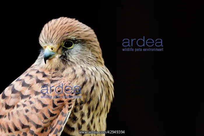: Kestrel / Common Kestrel - Close up of a female : Kestrel / Common Kestrel - Close up of a female