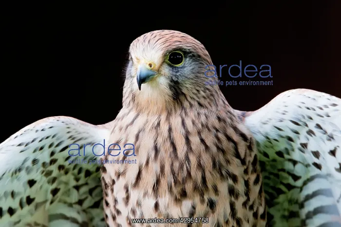 : Kestrel / Common Kestrel - close up of a female : Kestrel / Common Kestrel - close up of a female