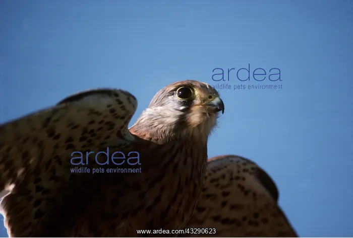 : Kestrel / Common Kestrel - close-up of head : Kestrel / Common Kestrel - close-up of head