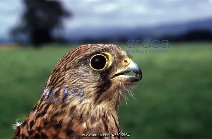 : Kestrel / Common Kestrel - close-up of head : Kestrel / Common Kestrel - close-up of head