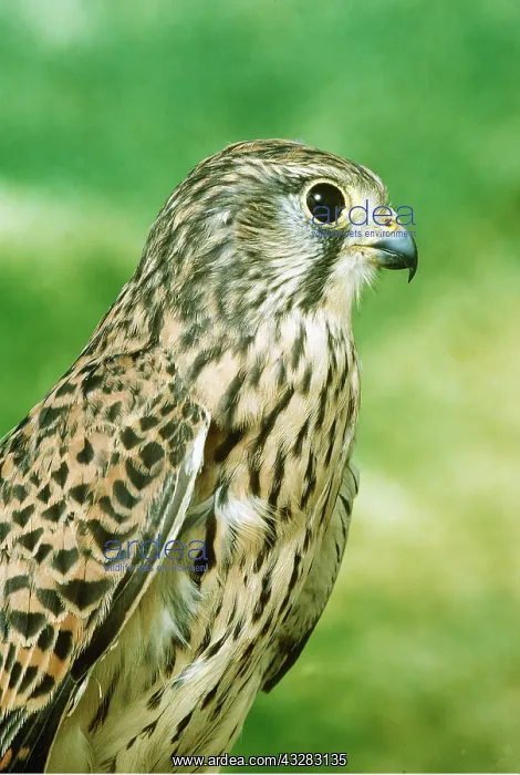 : Kestrel / Common Kestrel - close-up of head, portrait : Kestrel / Common Kestrel - close-up of head, portrait