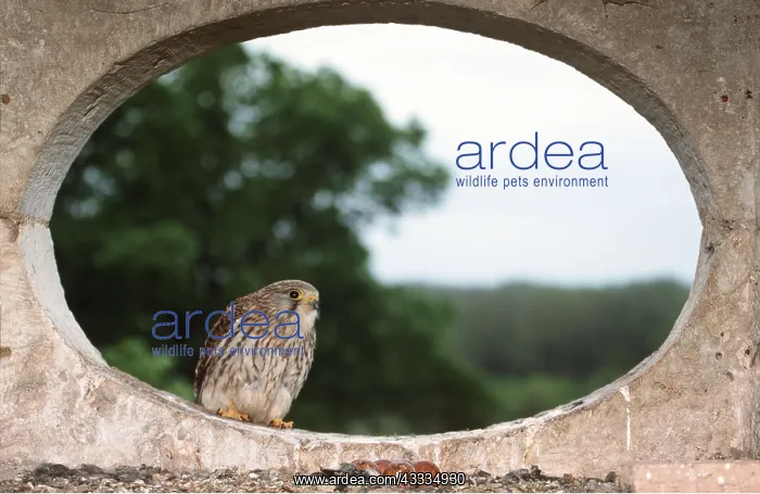 : Kestrel / Common Kestrel - in concrete oval, by : Kestrel / Common Kestrel - in concrete oval, by