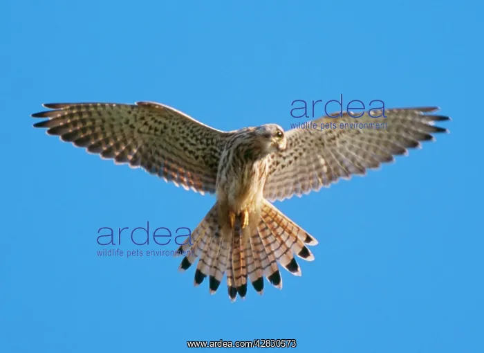: Kestrel / Common Kestrel - female, in flight : Kestrel / Common Kestrel - female, in flight