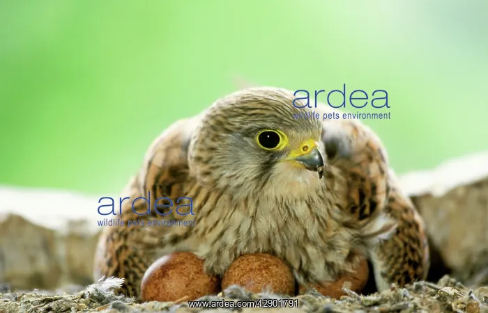 : Kestrel / Common Kestrel - female at nest with eggs : Kestrel / Common Kestrel - female at nest with eggs