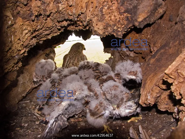 : Kestrel / Common Kestrel - Female perched at nest : Kestrel / Common Kestrel - Female perched at nest
