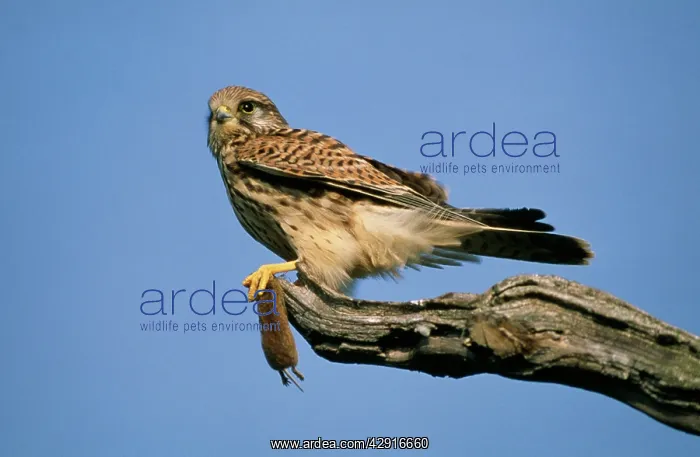 : Kestrel / Common Kestrel - female perching with : Kestrel / Common Kestrel - female perching with
