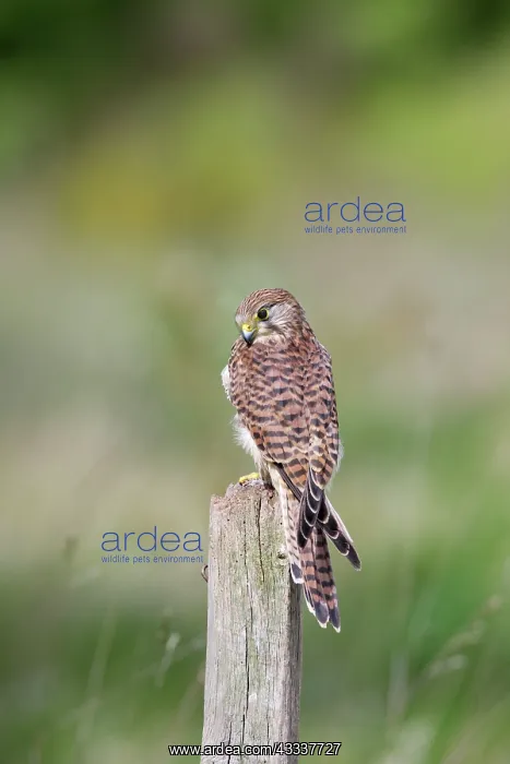 : Kestrel / Common Kestrel - female on post with prey : Kestrel / Common Kestrel - female on post with prey