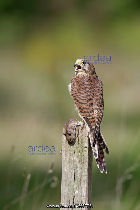 : Kestrel / Common Kestrel - female on post with prey : Kestrel / Common Kestrel - female on post with prey
