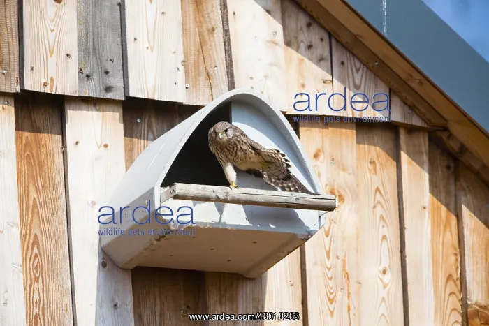 : Kestrel / Common Kestrel - female stretching its : Kestrel / Common Kestrel - female stretching its