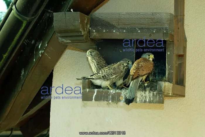 : Kestrel / Common Kestrel - three fledglings with : Kestrel / Common Kestrel - three fledglings with