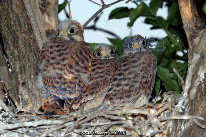 : Kestrel / Common Kestrel - Fledglings in nest : Kestrel / Common Kestrel - Fledglings in nest