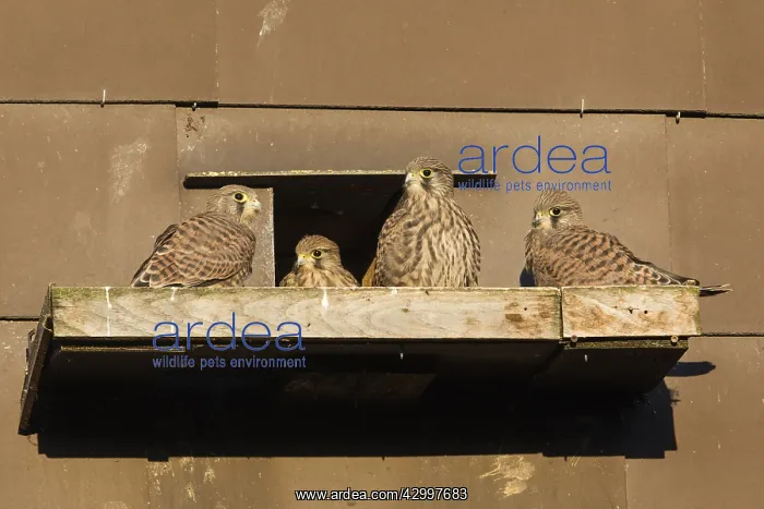 : Kestrel / Common Kestrel - fledglings sitting in : Kestrel / Common Kestrel - fledglings sitting in