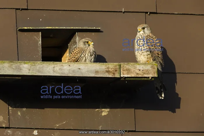 : Kestrel / Common Kestrel - two fledglings sitting : Kestrel / Common Kestrel - two fledglings sitting