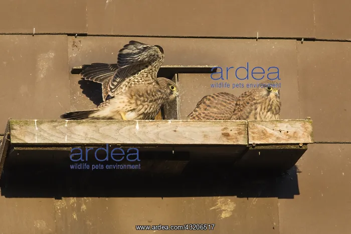 : Kestrel / Common Kestrel - fledglings sitting in : Kestrel / Common Kestrel - fledglings sitting in