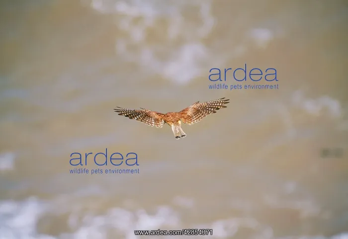 : Kestrel / Common Kestrel - in flight : Kestrel / Common Kestrel - in flight