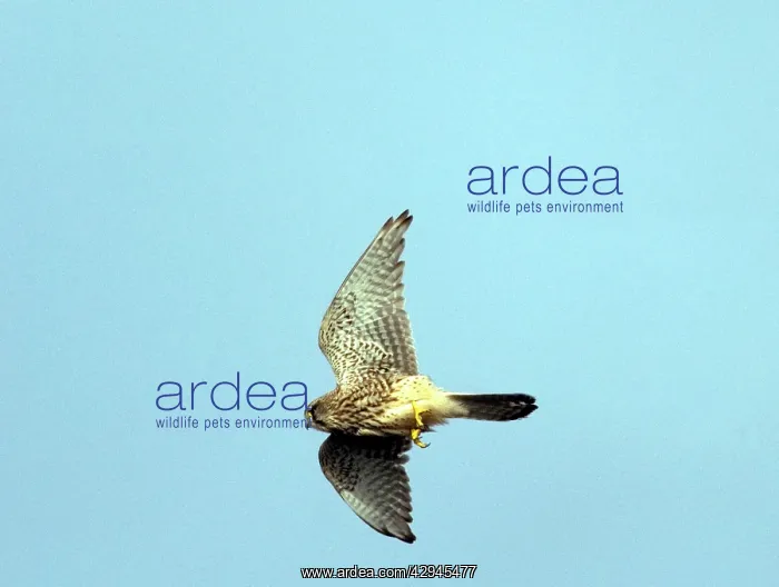 : Kestrel / Common Kestrel - In flight : Kestrel / Common Kestrel - In flight