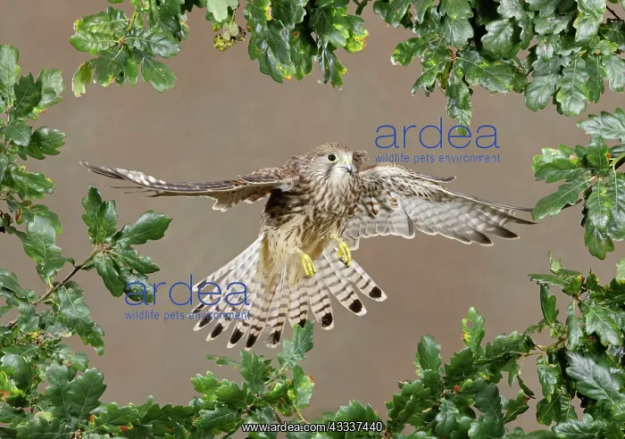  : Kestrel  /  Common Kestrel - in flight