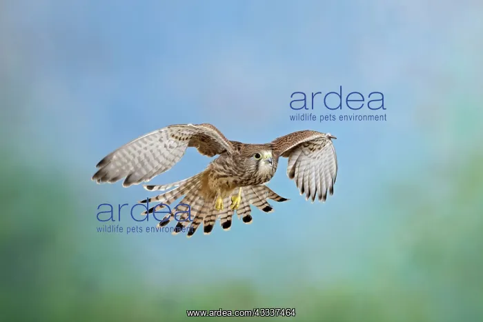 : Kestrel / Common Kestrel - in flight : Kestrel / Common Kestrel - in flight