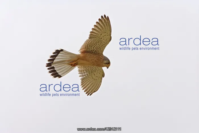 : Kestrel / Common Kestrel - In flight hovering : Kestrel / Common Kestrel - In flight hovering
