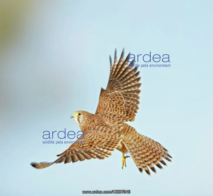  : Kestrel  /  Common Kestrel - in flight taking off