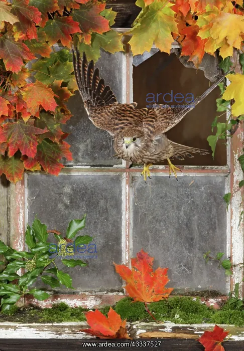 : Kestrel / Common Kestrel - flying out of barn window : Kestrel / Common Kestrel - flying out of barn window