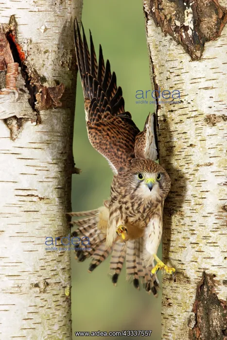 : Kestrel / Common Kestrel - flying between two birch trees : Kestrel / Common Kestrel - flying between two birch trees