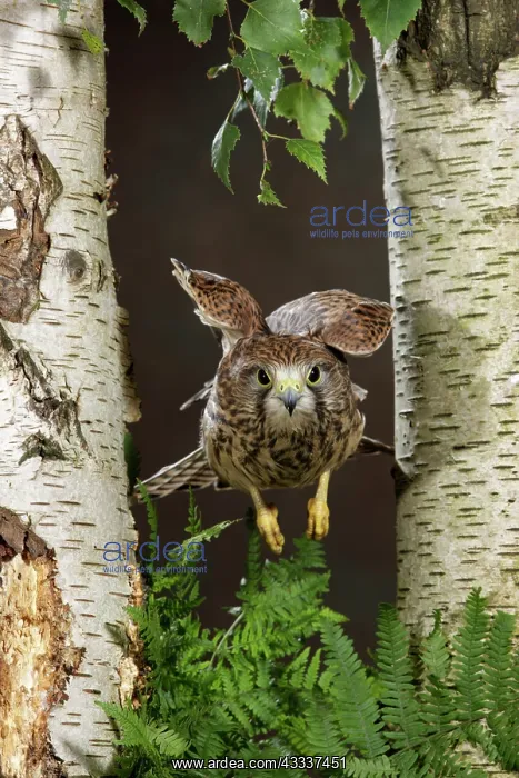 : Kestrel / Common Kestrel - flying between silver birch trees : Kestrel / Common Kestrel - flying between silver birch trees