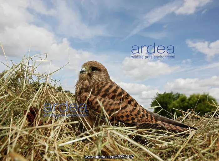 : Kestrel / Common Kestrel in hayfield : Kestrel / Common Kestrel in hayfield