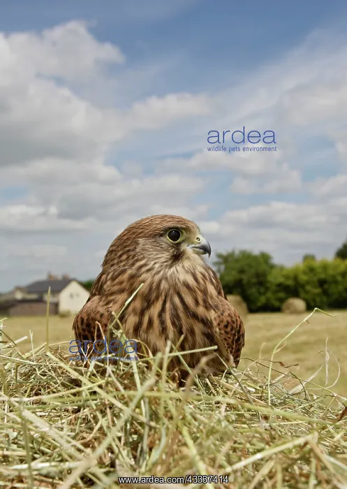 : Kestrel / Common Kestrel - in hayfield : Kestrel / Common Kestrel - in hayfield