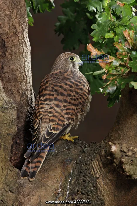 : Kestrel / Common Kestrel - by hole in tree : Kestrel / Common Kestrel - by hole in tree