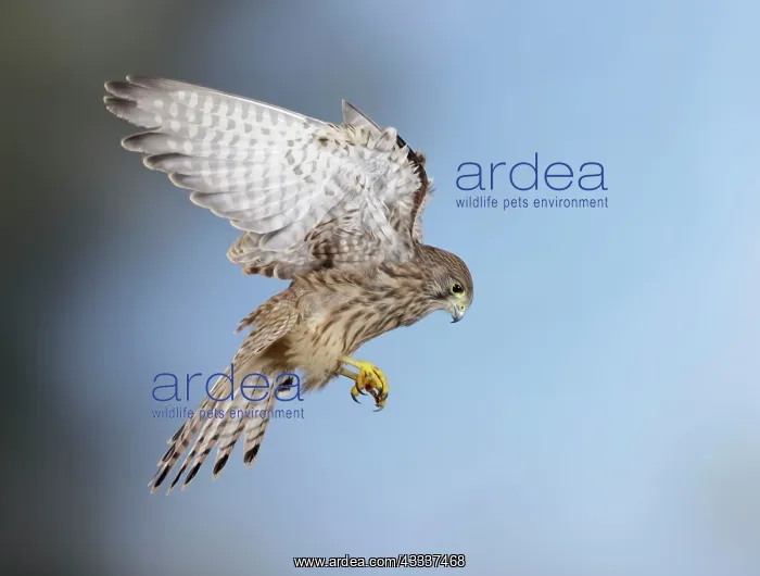  : Kestrel  /  Common Kestrel - hovering