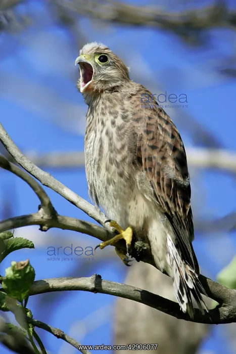 : Kestrel / Common Kestrel - Immature calling to : Kestrel / Common Kestrel - Immature calling to