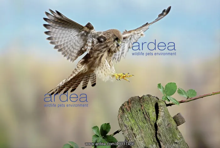 : Kestrel / Common Kestrel - landing on gate post : Kestrel / Common Kestrel - landing on gate post