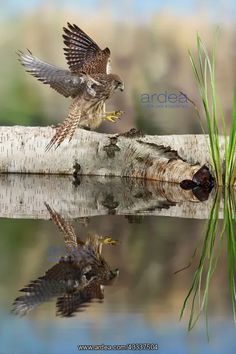 : Kestrel / Common Kestrel - landing - showing reflection : Kestrel / Common Kestrel - landing - showing reflection