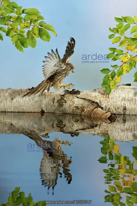 : Kestrel / Common Kestrel - landing - showing reflection : Kestrel / Common Kestrel - landing - showing reflection