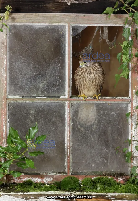 : Kestrel / Common Kestrel - looking out of barn window : Kestrel / Common Kestrel - looking out of barn window