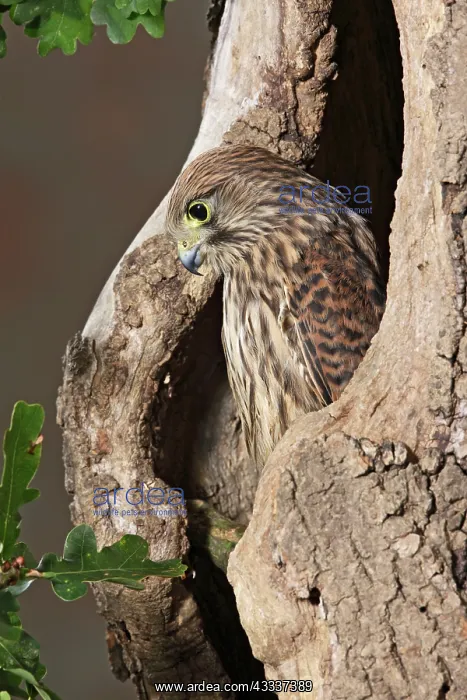 : Kestrel / Common Kestrel - looks out from hole in tree : Kestrel / Common Kestrel - looks out from hole in tree