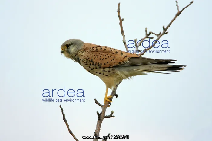 : Kestrel / Common Kestrel - male bird perched on tree branch : Kestrel / Common Kestrel - male bird perched on tree branch