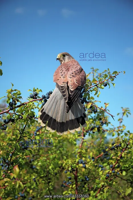 : Kestrel / Common Kestrel - male on blackthorn : Kestrel / Common Kestrel - male on blackthorn